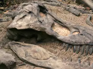 Dino fossil