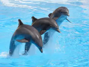 How Much Does a Dolphin Weigh?