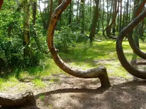 The Mystery of the Drunken Forest in Russia