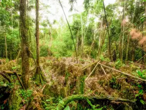 Unique Walking Trees in Ecuador are Being Chopped Down Massively