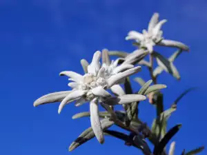 Legends of the Edelweiss Flower