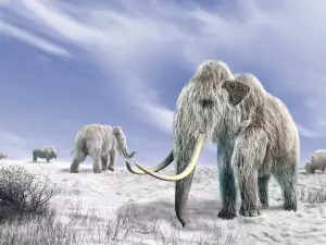 Mammoths