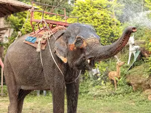 Elephant Cries After Being Freed