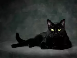 The cat and the darkness