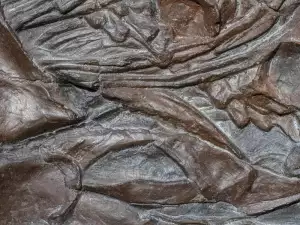 Uncovered Remains of a 560-Million-Year-Old Muscle