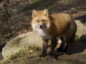 Fox