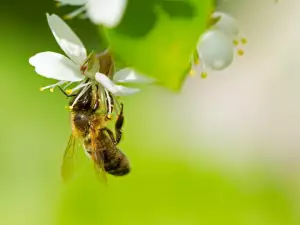 The Fibonacci Sequence and Golden Mean in Nature