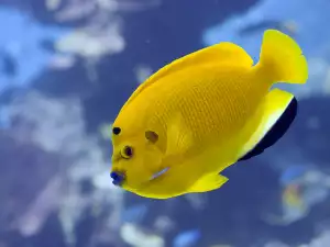 Fish Have Surprisingly Long Memory