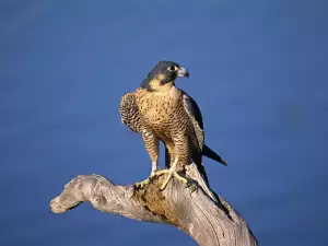 Eagle sitting in a nest