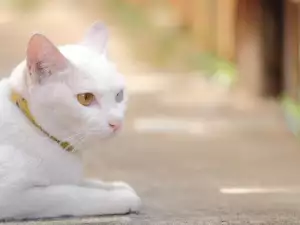 Omen: What will Happen to you if a Cat Appears Outside your Home