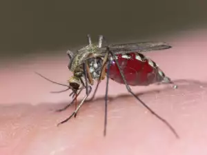 The Future is Here! Mosquitos to Capture Criminals