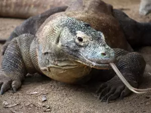 Komodo Dragon