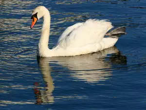 Swan