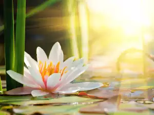 The Magical Powers of the Lotus Flower