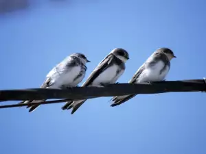 Birds can predict the weather