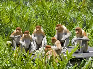 Even Monkeys Use Networking to Rise in the Hierarchy