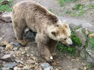 A Bear Hero Saves a Crow from Certain Death