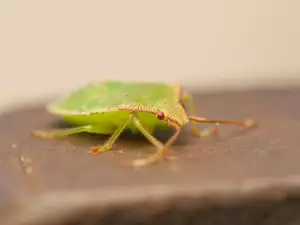 Don't Kill Stink Bugs in your Home, They Bring Luck!