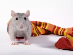 Rat