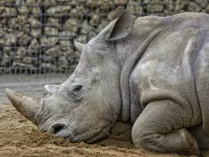 Donkeys Comforted a Depressed Female Rhinoceros