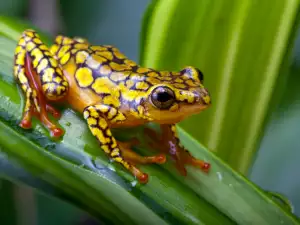 Indians Wed Frogs Together to Drive Away the Drought