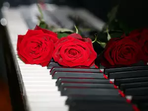 What Does the Red Rose Symbolize?