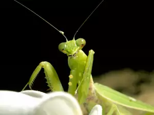 Why Shouldn't I Ever Kill a Praying Mantis?