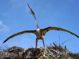 Discovered: Pterosaur with a Head That Looks Like a Butterfly