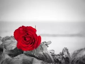 What Kind of Love Thrills Await you if you Dream of a Rose?