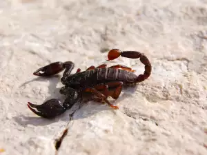 Scorpion