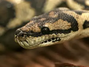 Most venomous snakes in the world