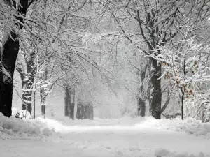 Snowy forest