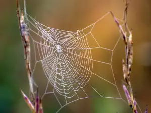 Spider Webs - an Air Filter?