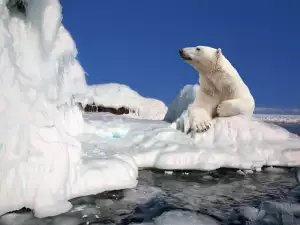 Polar bear