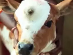 Three-Eyed Calf-God Born in India