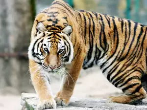 Feng Shui Horoscope 2014 for the Tiger