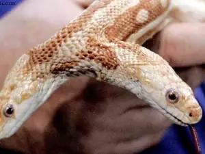 An Unusual Creation of Nature - the 2-Headed Snake