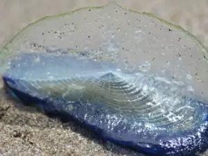 Strange Blue Creatures are Coming Out of the Ocean