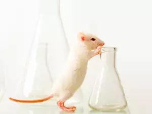 Mice - a Scientist's Best Friend