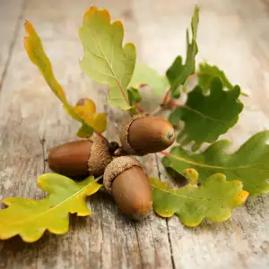 Acorns