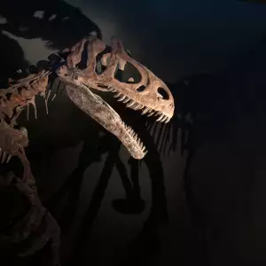 Dino Skeleton