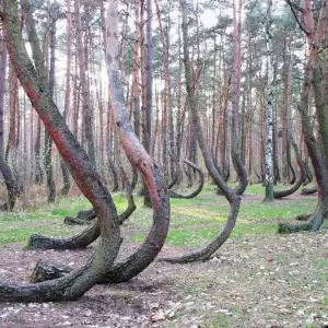 Drunk forest