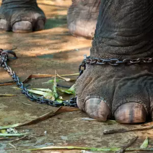 Chained elephant