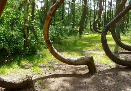 The Mystery of the Drunken Forest in Russia