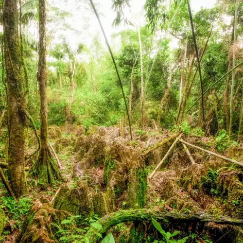 Unique Walking Trees in Ecuador are Being Chopped Down Massively