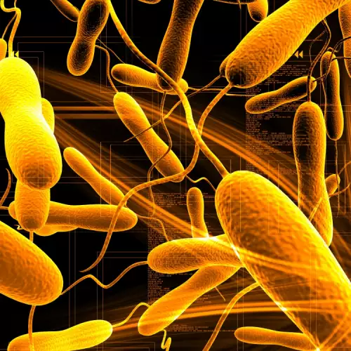 The Evolution of Deadly Cholera has Been Determined