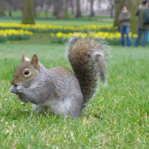 The Function of Animals' Tails