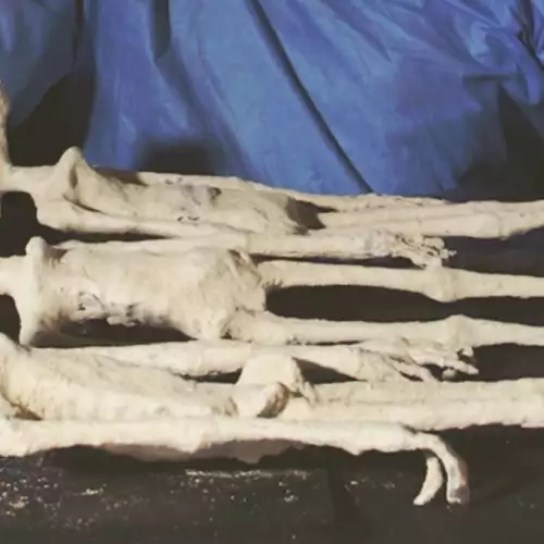 Alien Mummies from Peru Could Turn Human History on its Head