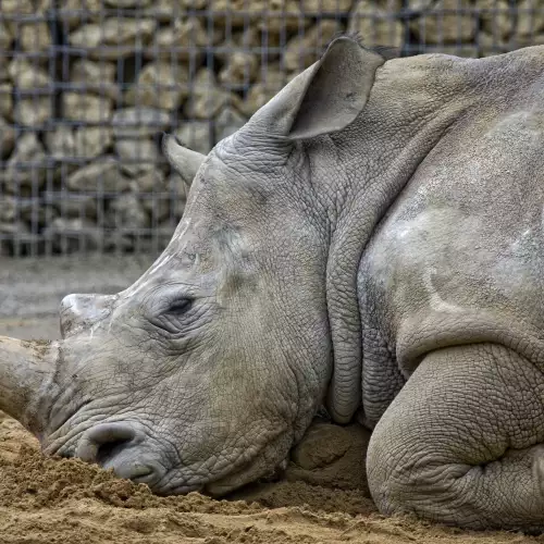 Donkeys Comforted a Depressed Female Rhinoceros