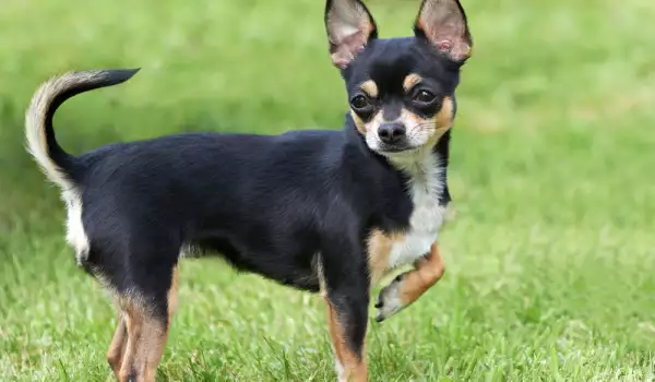 Chihuahua